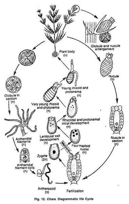 Diagrammatic Life Cycle