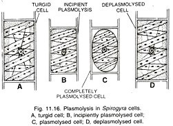 Plasmolysis in spirogyra cells