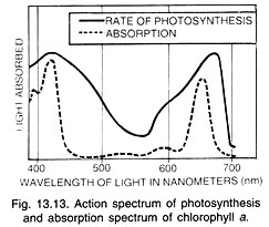 Action spectrum of photosynthesis and chlorophyll