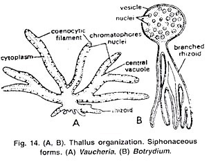 Thallus Organisation: Siphonaceous Forms