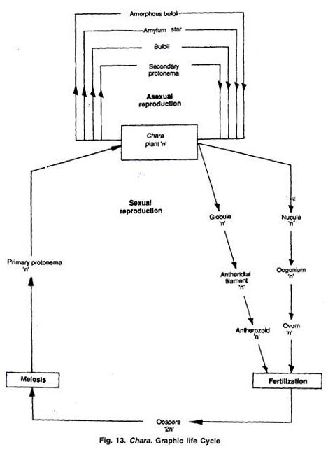 Graphic Life Cycle