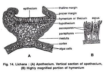 Lichens