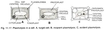 Plasmolysis in a cell