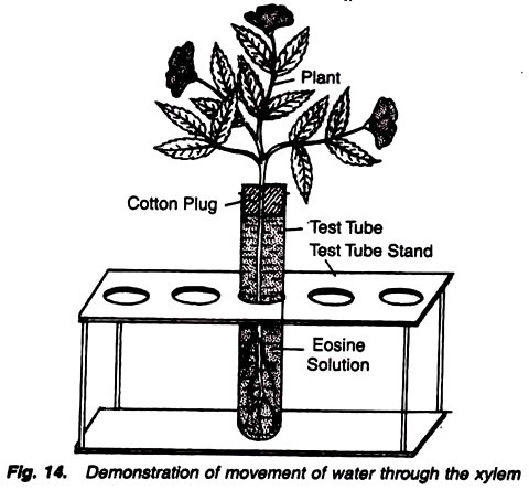 Demonstration of movement of water through the xylem
