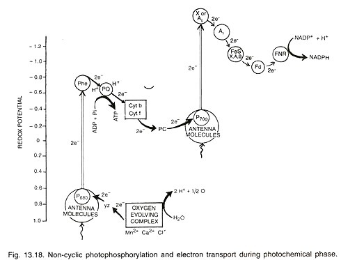 Noncyclic Photophosphorylation and electron transport during photochemical phases