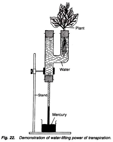 Demonstration of water-lifting power of transpiration