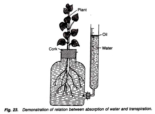 Demonstration of relation between absorption of water and transpiration