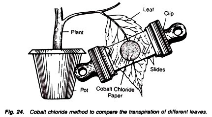 Cobalt chloride method to compare the transpiration of different leaves