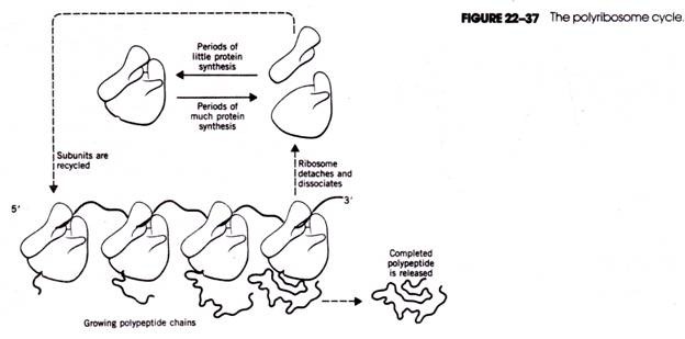 Development of Male Gametophyte