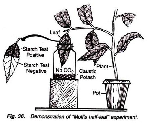 Demonstration of Moll's half-leaf experiment 