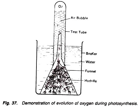 Demonstration of evolution of oxygen during photosynthesis 
