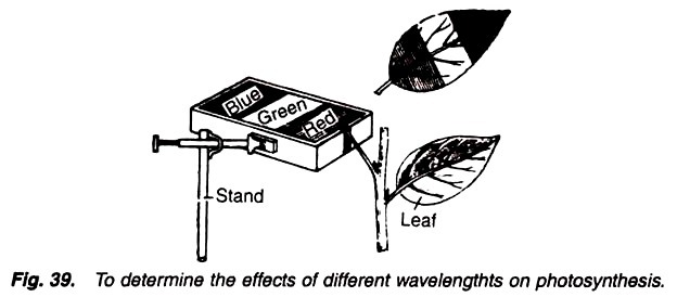 To determine the effects of different wavelengths on photosynthesis