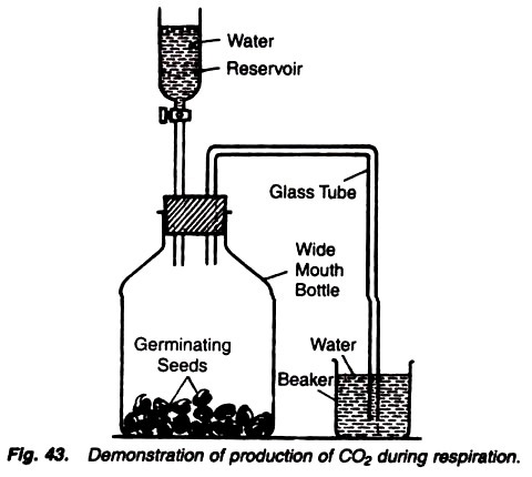 Demonstration of production of CO2 during respiration