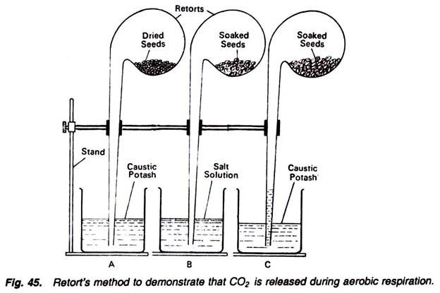 Retort's method to demonstrate that CO2 is released during aerobic respiration