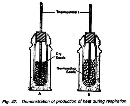Demonstration of production of heat during respiration