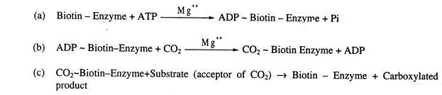 Experiment to compare the phenomena of respiration and photosynthesis