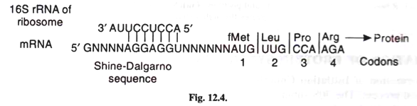 Some important features of different microorganisms and the SCP produced from them