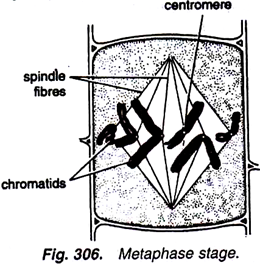 Metaphase Stage