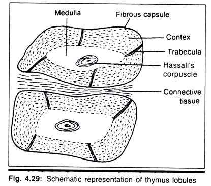 Successive Stages in the Development of Sporocarp