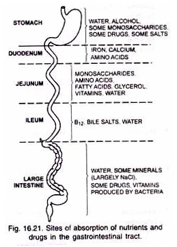 Sites of absorption of nutrients and drugs in gastrointestinal tract