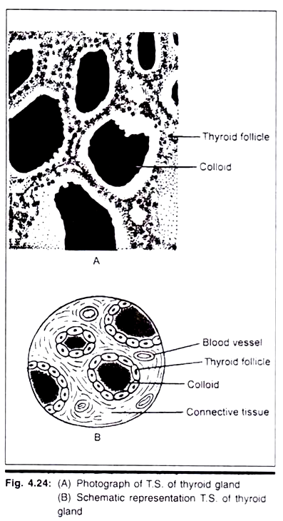 Diagramamtic Life Cycle