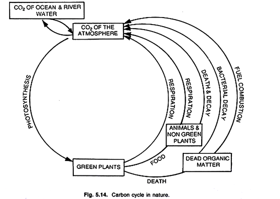 Carbon Cycle in Nature