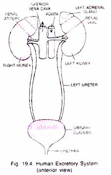 Human Excretory System