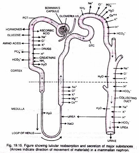 Tubular Reabsorption and Secretion of Major Substances