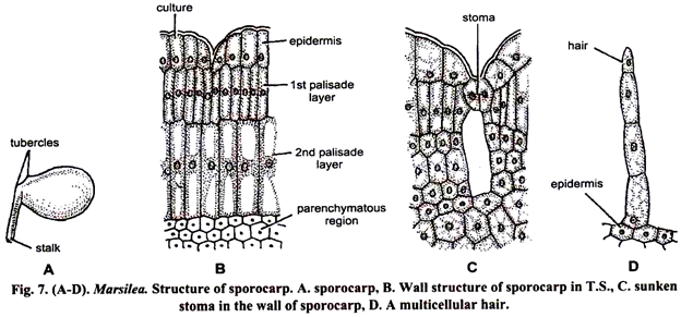Structure of Sporocarp
