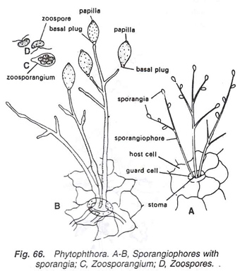 Phytophthora 