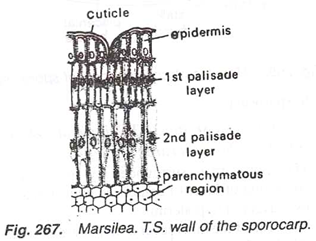 Marsilea