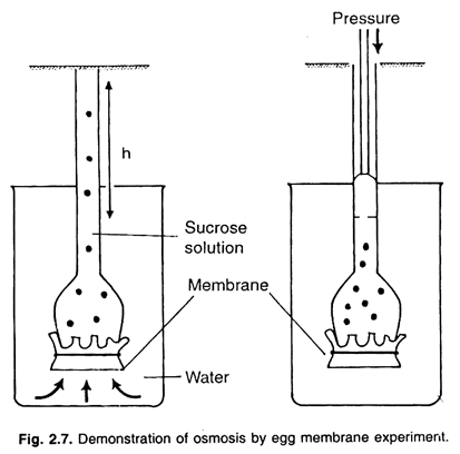 Demonstration of osmosis by egg membrane experiment