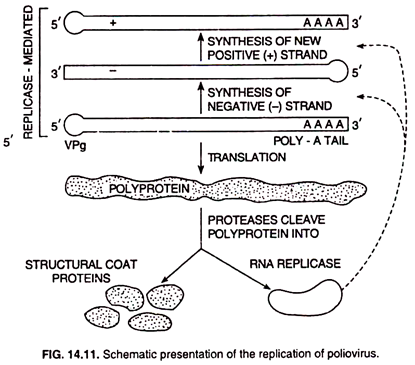 The replication of pollovirus