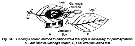 Ganong's screnn method to demonstrate that light is necessary for photosynthesis