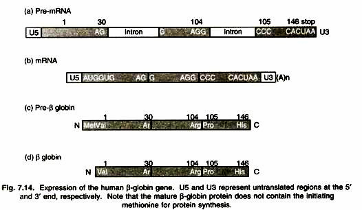 Summary of the action of digestive enzymes in human beings