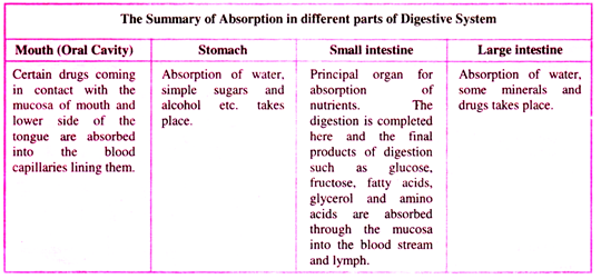 Summary of absorption in different parts of digestive system