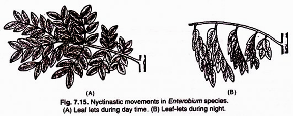 Flowering twig of tulsi