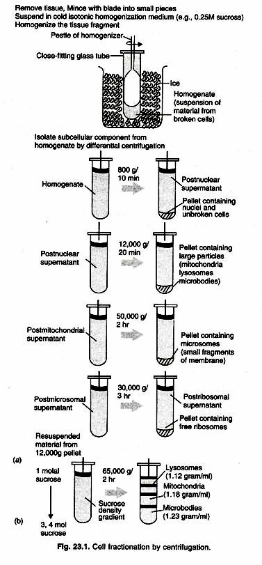 Demonstration of anaerobic respiration