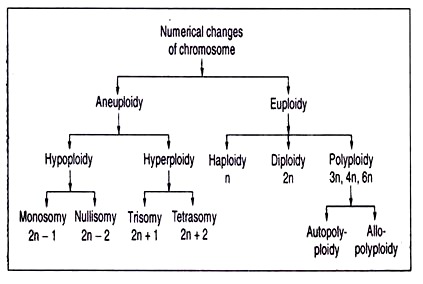 Numerical Changes of Chromosome