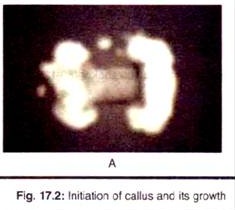 Initiation of Callus and Its Growth