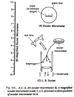 Ocular Micrometer and Ocular Micrometer Scale and L.S. of Ocular