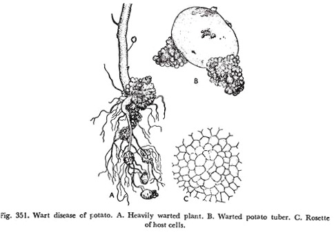 Wart Disease of Potato