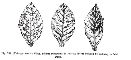 Tobacco Mosaic Virus