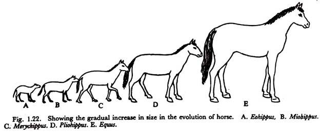 Gradual Increase in Size in the Evolution of Horse