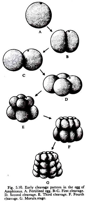 Early Cleavage Pattern