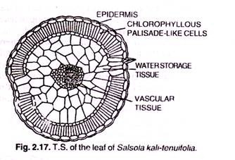 Four major zones of life in a lake