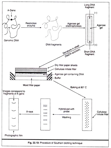 Procedure of Southern Blotting Techniques