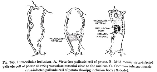 Intracellular Inclusions