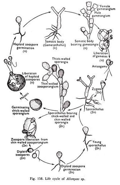 Life Cycle of Allomyces Sp.