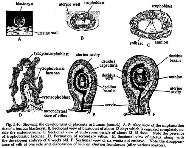 Development of Placenta in Human